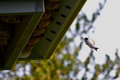 Eine Mehlschwalbe im Anflug auf ihr Nest am Schwalbenhaus beim Kindergarten Brühl