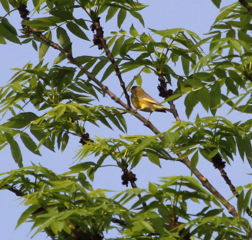 Ein Grünfink versteckt sich im Geäst eines Busches