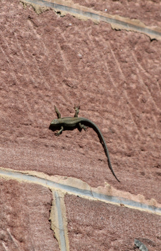 Eine Eidechse an der Wand des Naturschutzzentrums