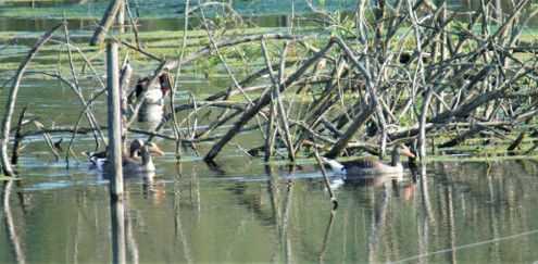 Ein kleiner Trupp Graugänse