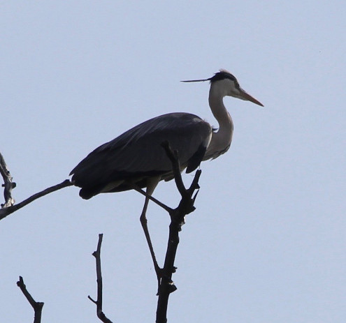 Ein Graureiher mit schöner Schmuckfeder am Hinterkopf
