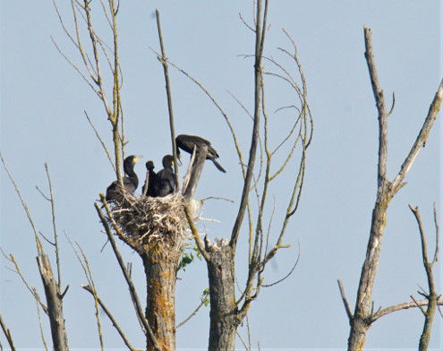 'Dichtestress' im Nest der Kormorane