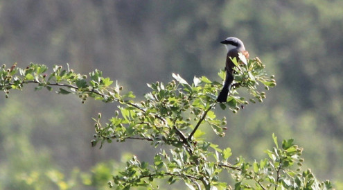 Ein Neuntöter Männchen hält nach Nahrung Ausschau