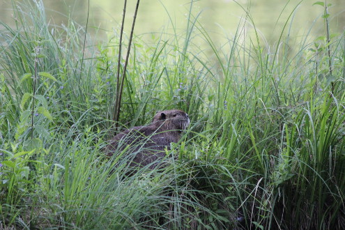 Auch Nutrias können beobachtet werden