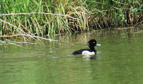 Das Männchen der Reiherente mit den typischen Schmuckfedern am Hinterkopf