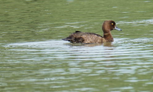 Das Weibchen der Reiherente