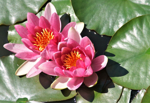 Wunderschöne Rote Seerosen