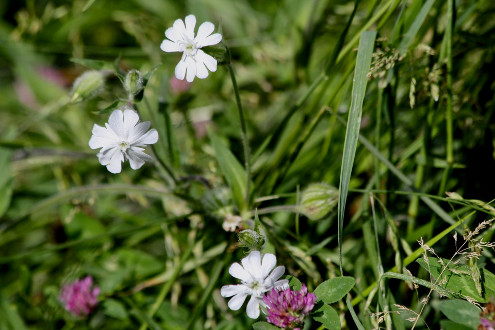 Stilleben mit Blumen