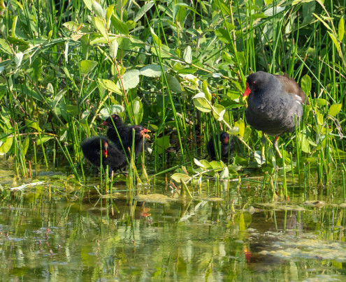 Ein Teichhuhn mit Nachwuchs