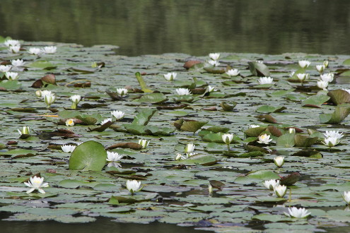 Ein Ausschnitt aus den Weissen Seerosen