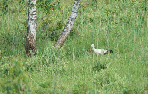 Ein Weissstorch auf Nahrungssuche
