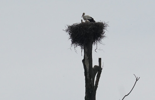 Weissstorch mit Jungen