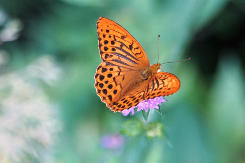 Kaisermantel Männchen