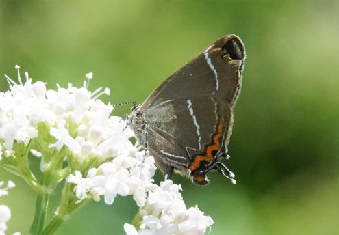 Nierenfleck-Zipfelfalter