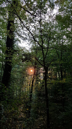 Wie im Zauberwald...