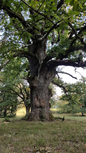 Eine Jahrhunderte alte Schönheit