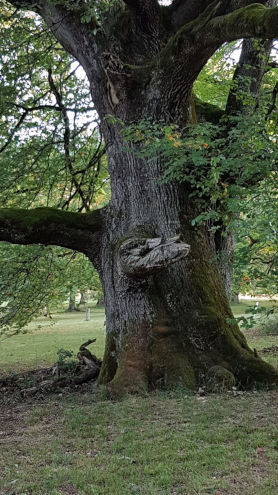 Was diese Eiche wohl schon alles erlebt hat?