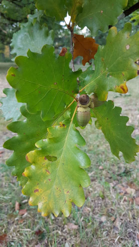 Eichenlaub und -früchte