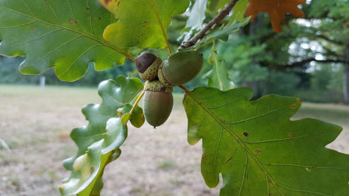 Detailansicht des Fruchtstandes