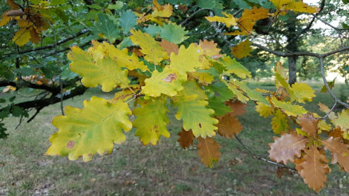 Es wird Herbst auf Wildenstein