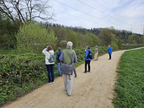Die Suche nach der singendne Mönchsgrasmücke