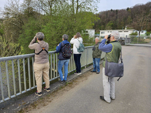 Hier könnte sich ein Eisvogel zeigen