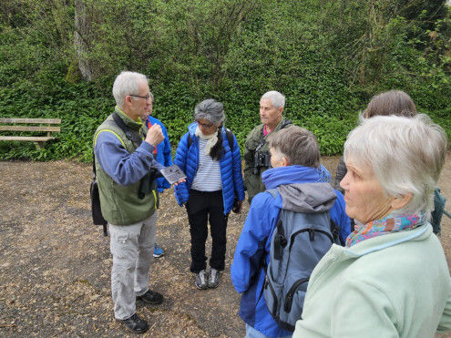 Erklärung der Unterschiede zwischen Mönchsgrasmücke und Sumpfmeise