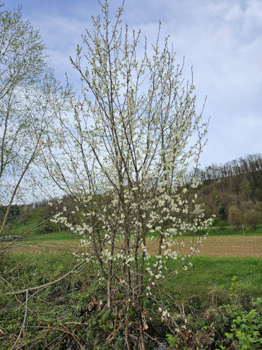 Wunderschön blühender Strauch