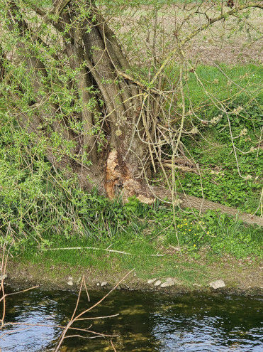 Biberspuren oder nicht?