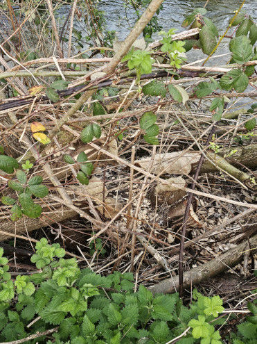 Definitiv Biberspuren