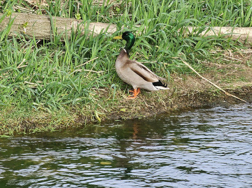 Ein schöner Stockenten-Erpel