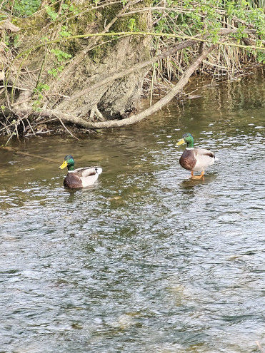Einträchtiges Baden zweier schöner Stockenten-Erpel