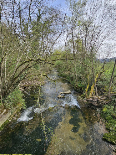 Fast wie im Dschungel