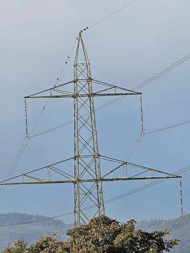 Mehrere Dohlen (meist pärchenweise sitzend) und Saatkrähen