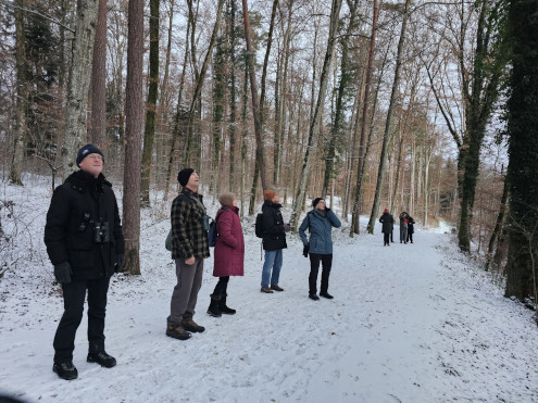 Beim Beobachten eines Gimpels