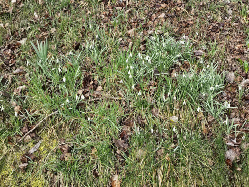 E Hampfele Schneeglöggli