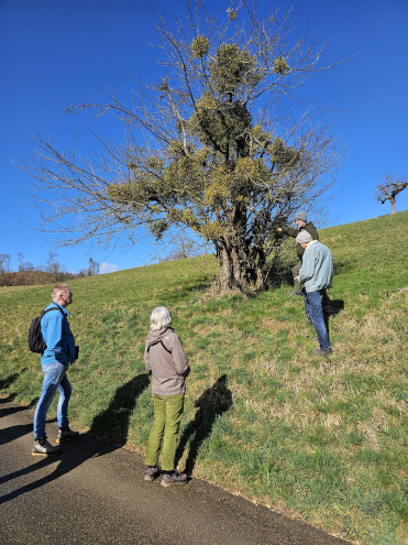Kleiner botanischer Exkurs zur Mistel