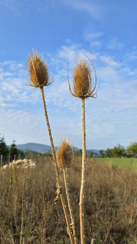 Karde in der Buntbrache auf dem Murenberg