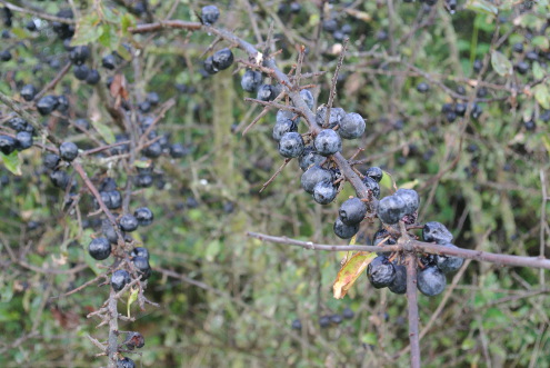 Kantonaler Naturschutztag, Bubendorf, 25.10.2014
