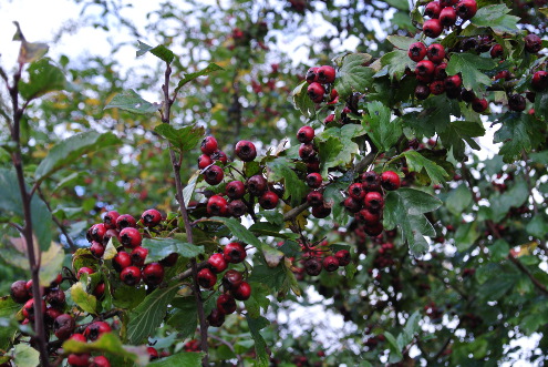Kantonaler Naturschutztag, Bubendorf, 25.10.2014