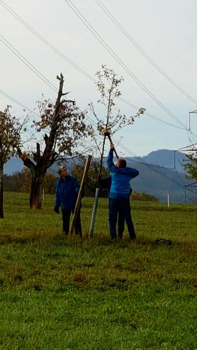 Ein neuer Pfahl für das Anbinden eines Baums wird gesetzt