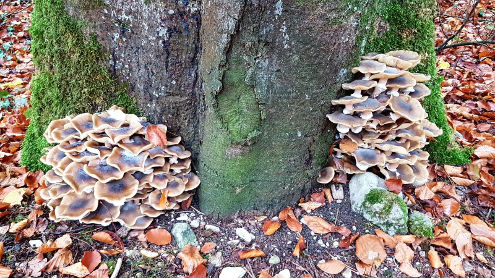 Üppiger Pilzbewuchs am Fuss eines Baums