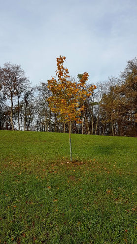 Einer unserer jungen Hochstammobstbäume in herbstlichen Farben
