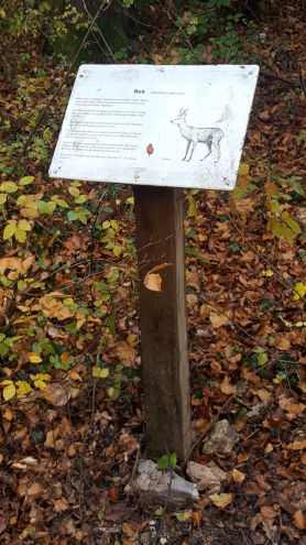 Die Tafel mit Informationen über das Reh ist neu gesetzt
