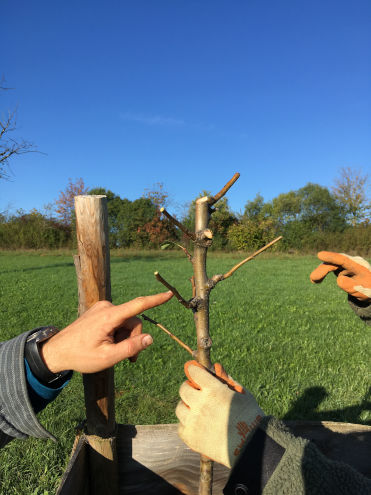 'Hier musst du schneiden'