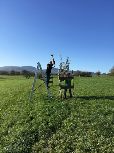 Ein Baumschutz wird neu fixiert