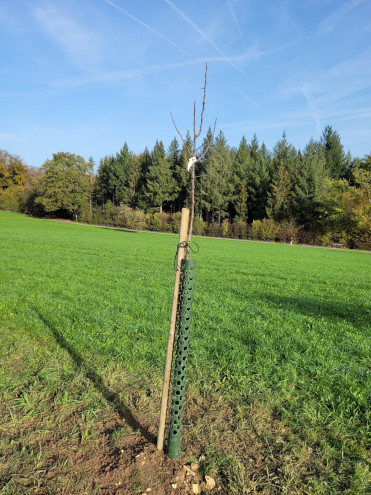 Frisch gesetzter Hochstammobstbaum. Möge er gut gedeihen