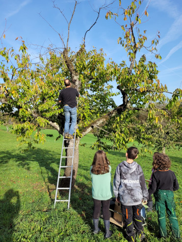 Montage eines Nistkastens für den Gartenrotschwanz