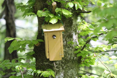 Eine Kohlmeise schaut aus dem Nistkasten