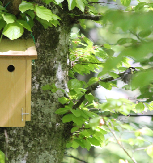 Eine Kohlmeise fliegt vom Nistkasten davon. Wer entdeckt sie?